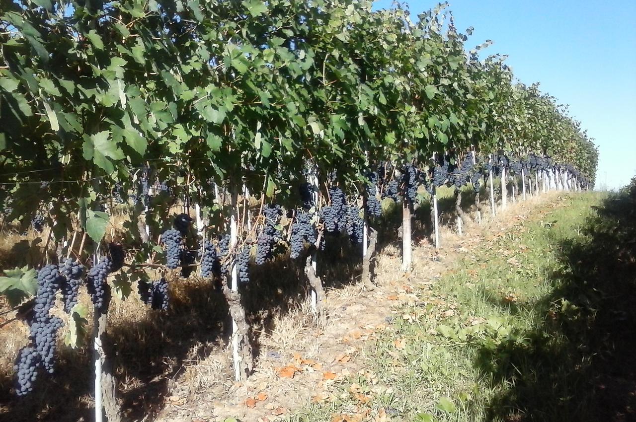 Tenuta Calabiana Diano dʼAlba Exteriér fotografie